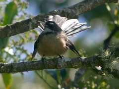 Rhipidura fuliginosa placabilis