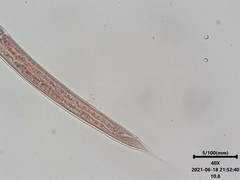 Rhabditis