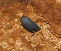 Diaperinae