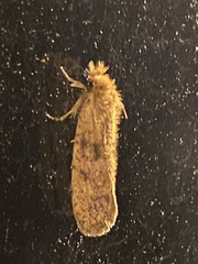 Acrolophus propinqua