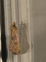 Acrolophus propinqua