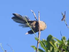 Rhipidura fuliginosa placabilis