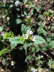 Phacelia suaveolens