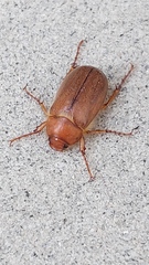 Amphimallon assimile