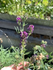 Medicago sativa