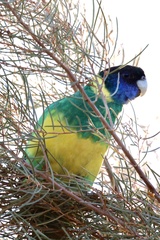 Barnardius zonarius zonarius