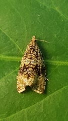 Syricoris