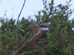 Rhipidura fuliginosa placabilis
