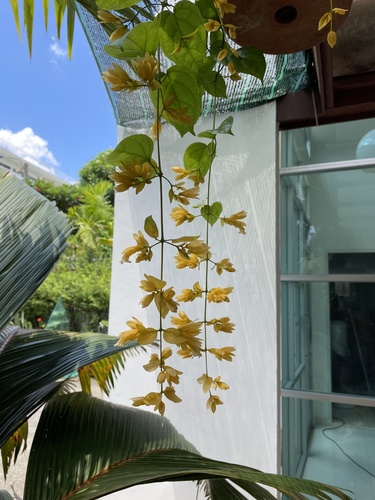 Nong Noch Vine (Petraeovitex bambusetorum)