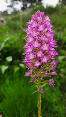 Anacamptis