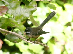 Rhipidura fuliginosa placabilis