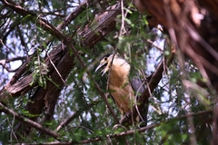 Nycticorax nycticorax