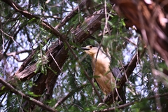 Nycticorax nycticorax
