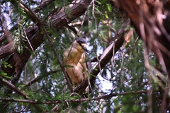 Nycticorax nycticorax