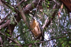 Nycticorax nycticorax