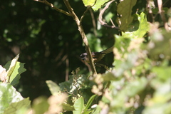 Rhipidura fuliginosa placabilis