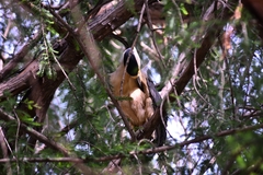Nycticorax nycticorax