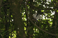 Rhipidura fuliginosa placabilis