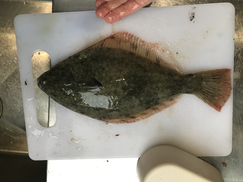 New Zealand flounder (Rhombosolea leporina) — Pleuronectidae — 2