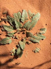Oenothera engelmannii