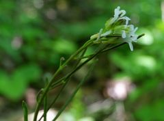 Arabis sagittata