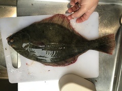 New Zealand Yellowbelly Flounder photo 2