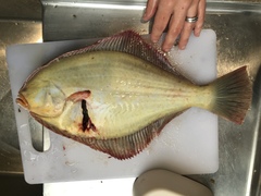 New Zealand Yellowbelly Flounder photo 3