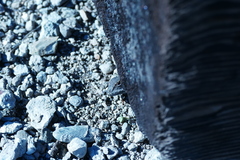 Sceloporus occidentalis occidentalis