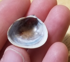 Laevicardium substriatum