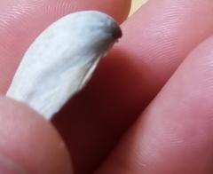 Laevicardium substriatum