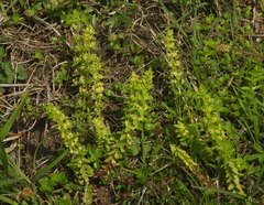 Cruciata glabra