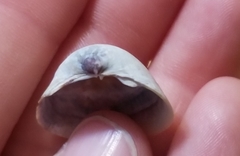 Laevicardium substriatum