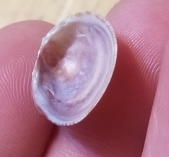 Laevicardium substriatum