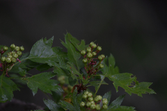 Crataegus pinnatifida