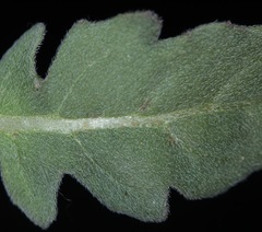 Oenothera engelmannii
