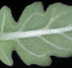 Oenothera engelmannii