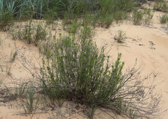 Artemisia arenaria