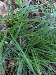 Carex globosa