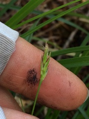 Carex globosa