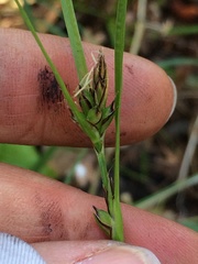 Carex globosa
