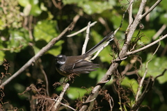 Rhipidura fuliginosa placabilis