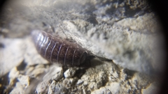 Porcellio gallicus