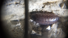Porcellio gallicus