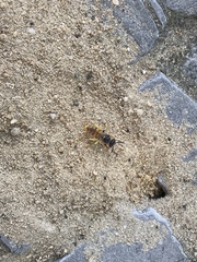 Philanthus triangulum