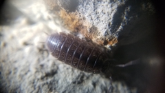 Porcellio gallicus