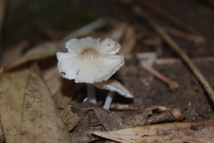 Termitomyces microcarpus