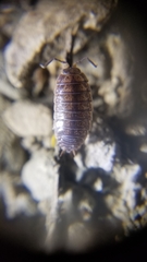 Porcellio gallicus