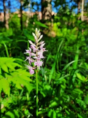 Dactylorhiza fuchsii