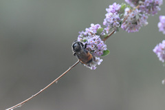 Bombus
