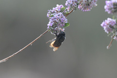 Bombus